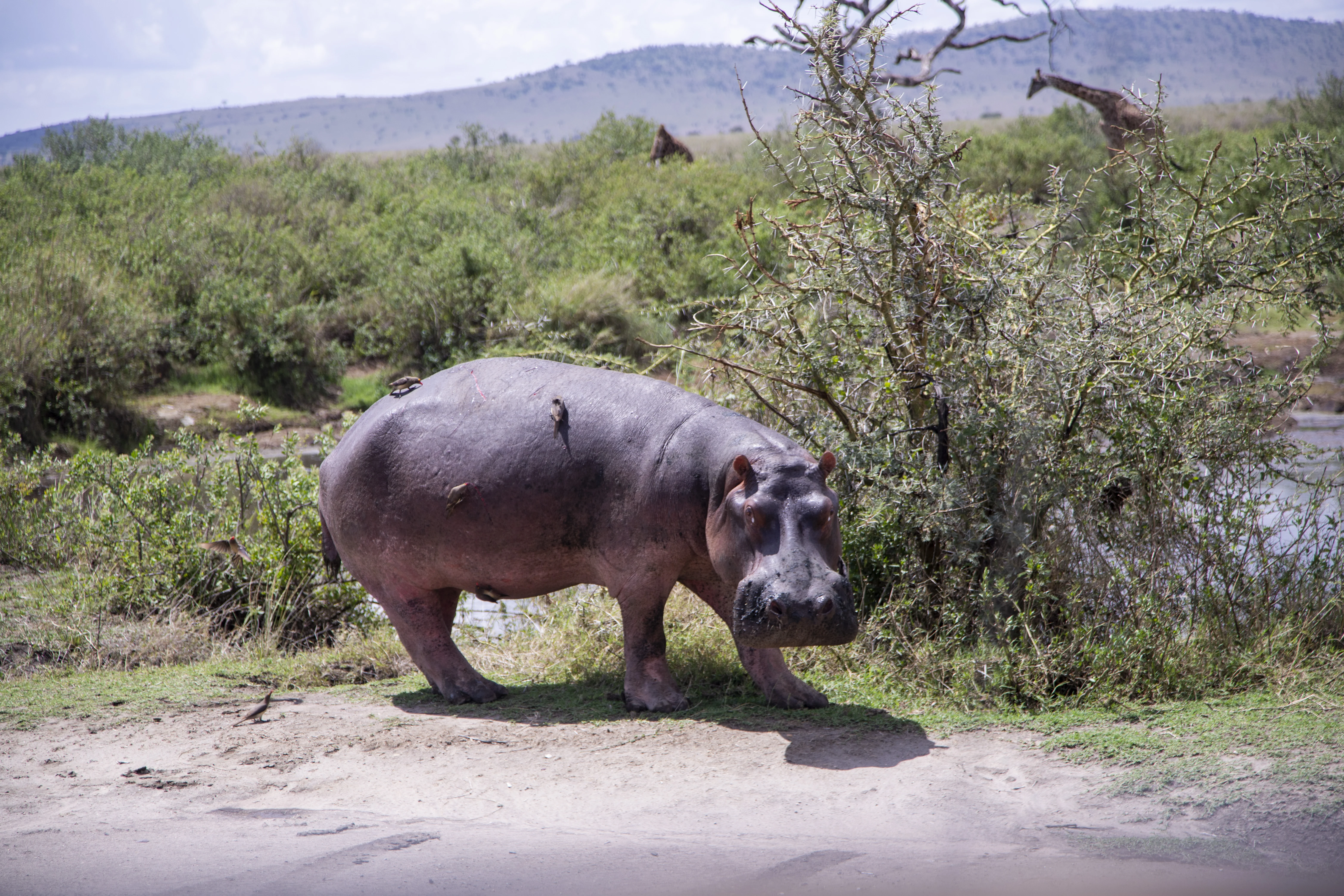 6-Day Tanzania Safari in July