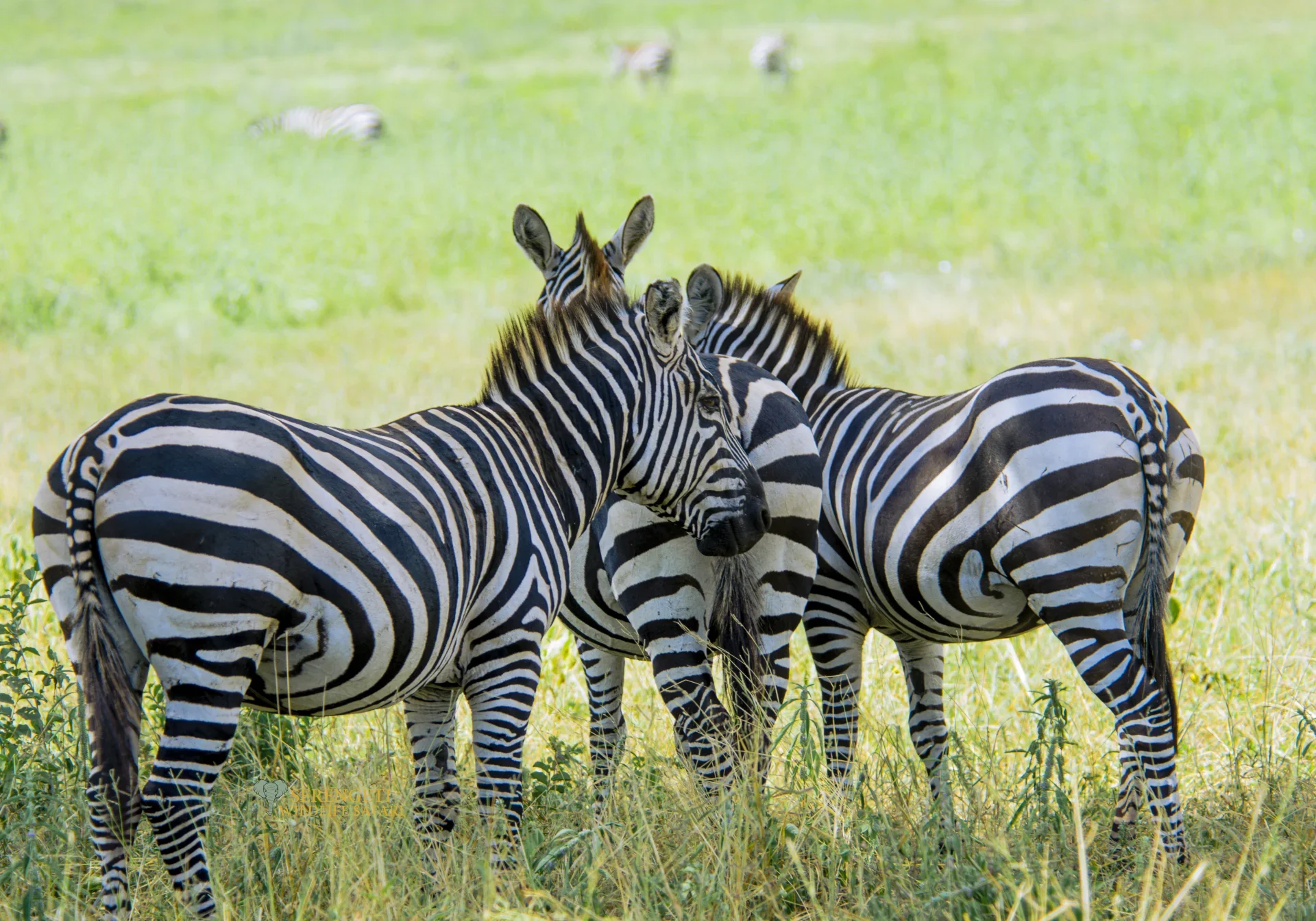 6-Day Tanzania Safari in June