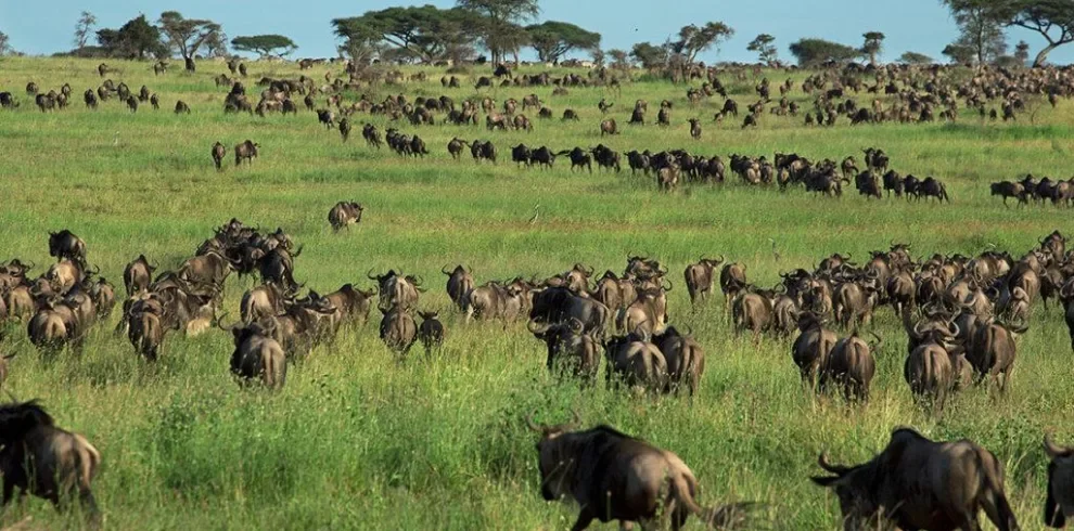 6-Day Tanzania Safari in October