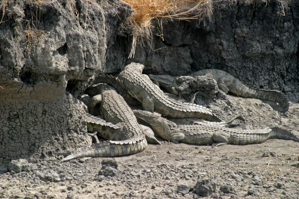 6-Day Women's Small Group Safari Tanzania safari tour