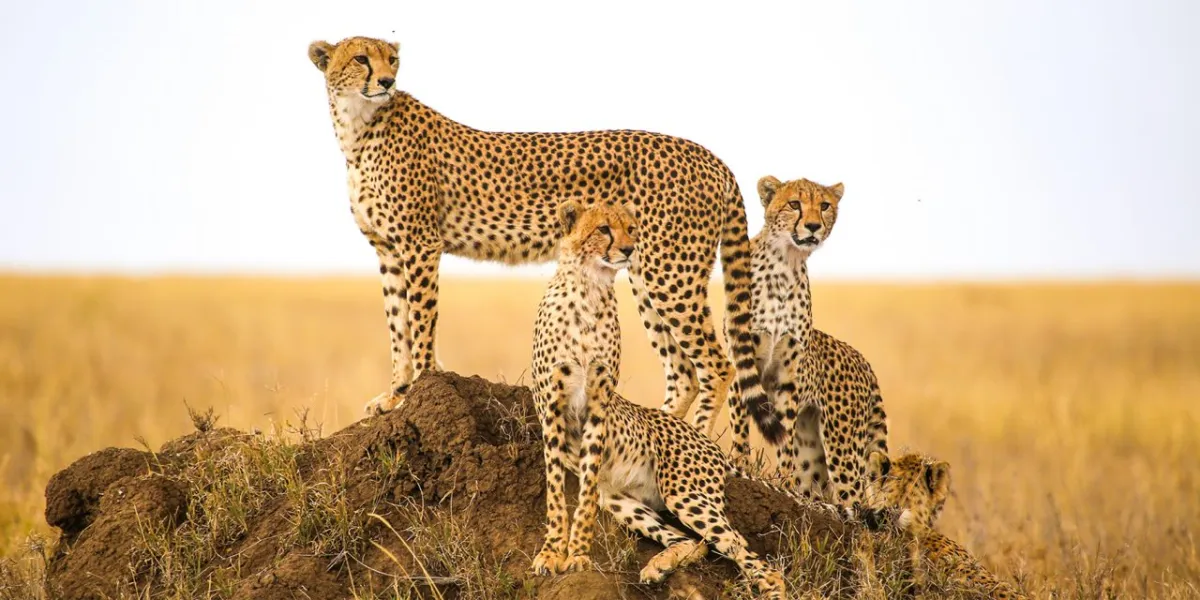6 Days Big Five Safari In Tanzania - Tanzania Safari Tour Package
