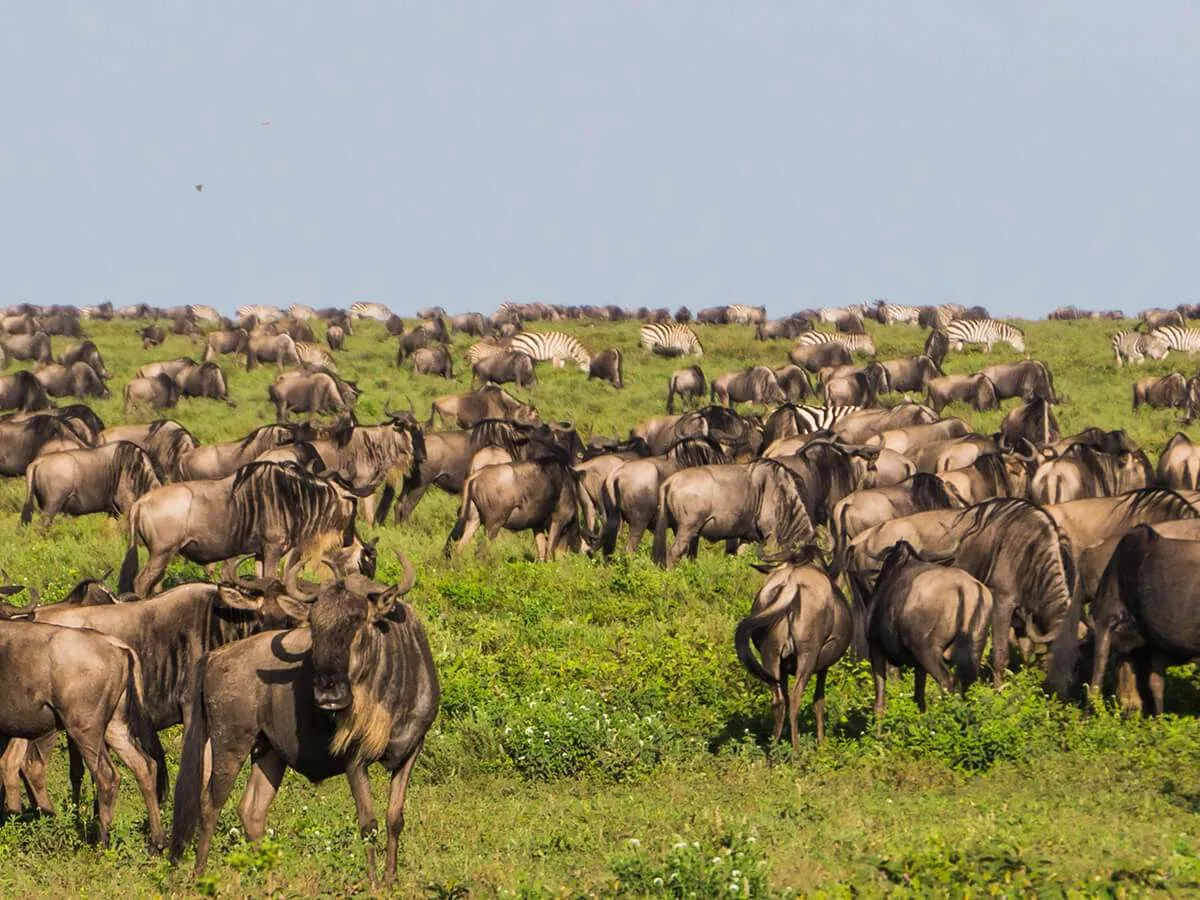 6 Days Northern Circuit Safari Luxury - Tanzania Safari Tour Package