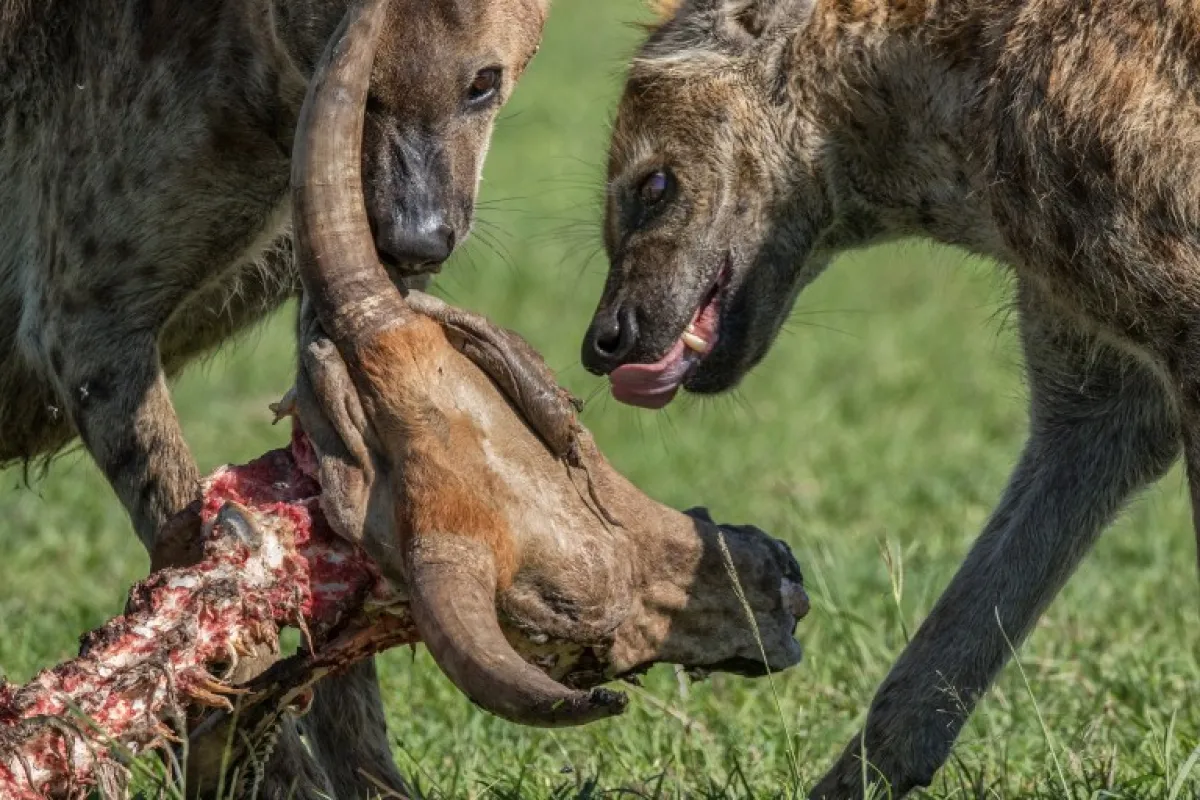6 Days Serengeti Migration Luxury Safari - Tanzania Safari Tour Package
