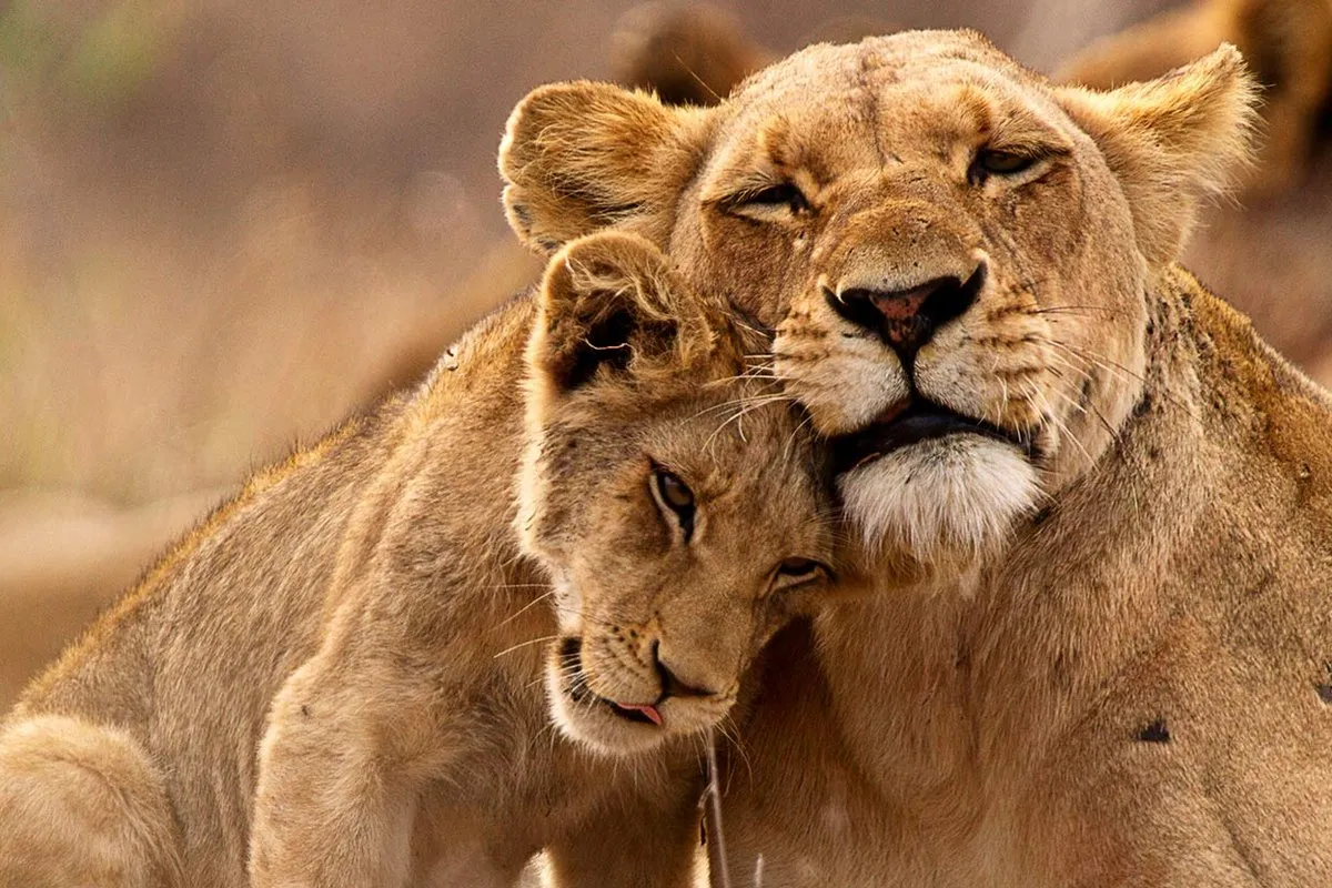 6 Days Tanzania Family Wildlife Safari - Tanzania Safari Tour Package