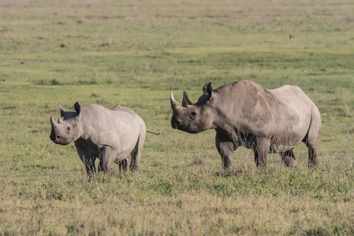 6 Days Tanzania Wildlife Discovery Luxury Safari - Tanzania Safari Tour Package