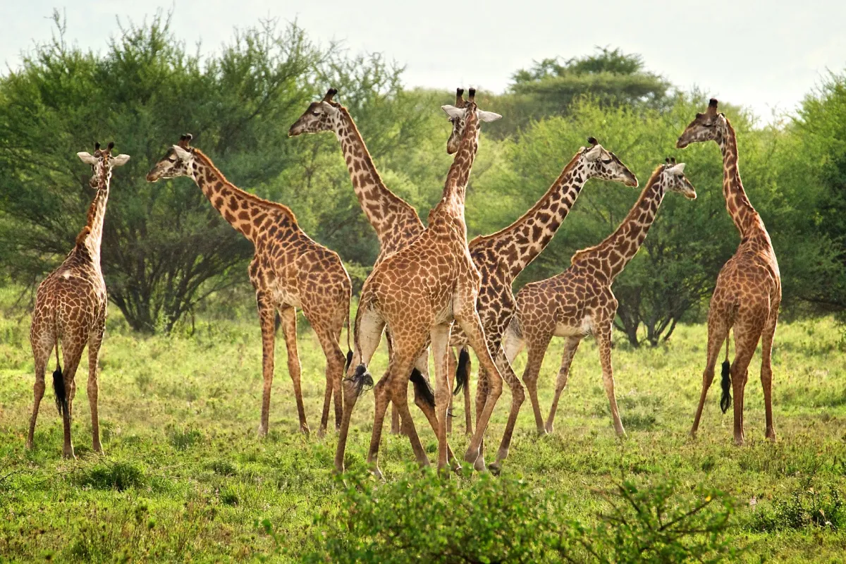 6 Days Wildlife Highlights Safari in Tanzania High Midrange - Tanzania Safari Tour Package