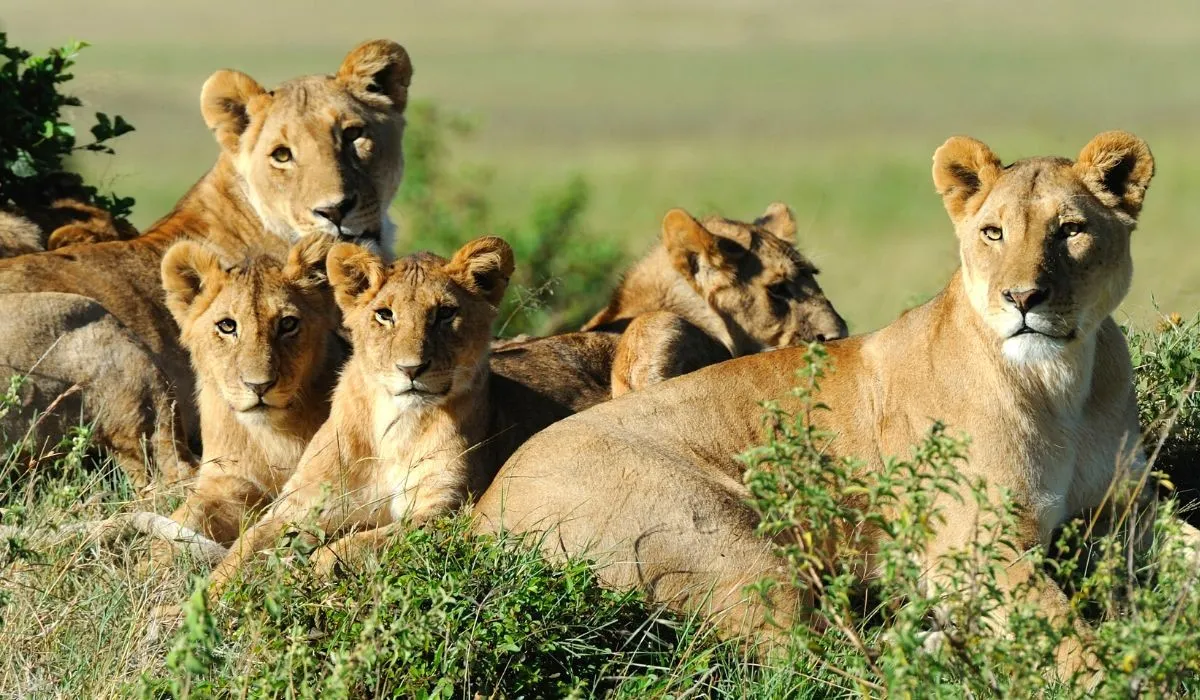 6 Days Zanzibar and Serengeti Fly-in Safari - Tanzania Safari Tour Package