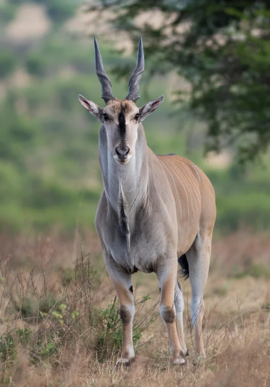 7-Day Calving Season Safari Tanzania safari tour