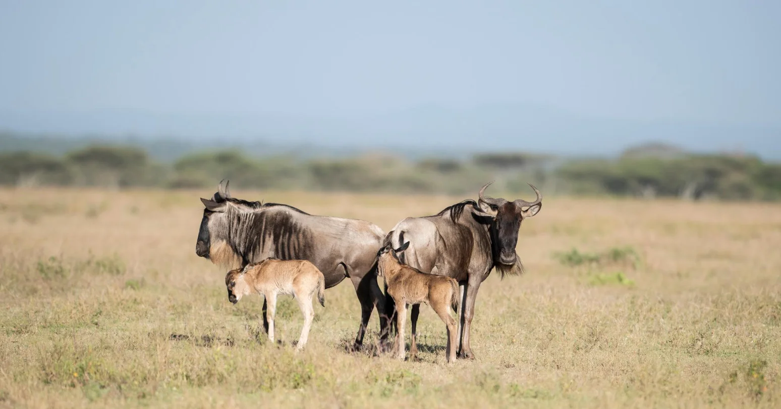 7-Day Dry Season Safari