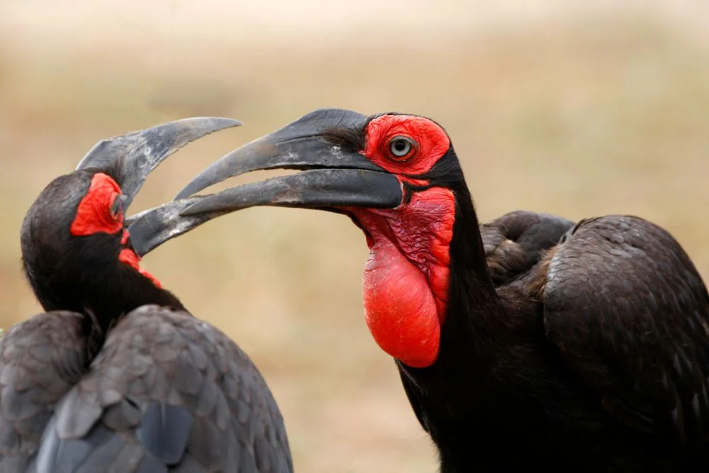7-Day Serengeti & Zanzibar Combination Safari