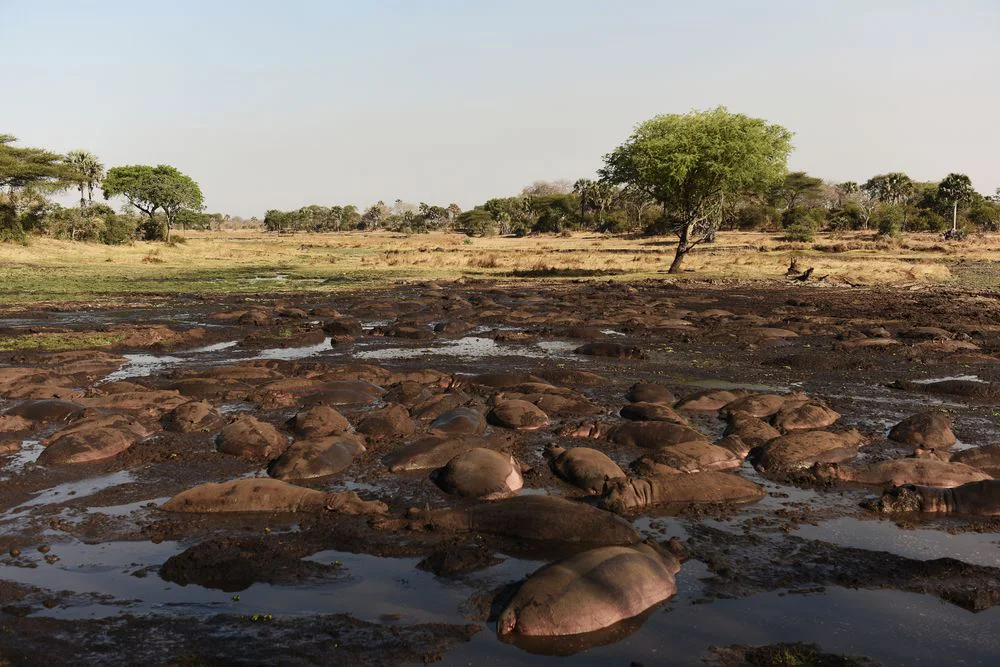 7-Day Small Group Tanzania Safari