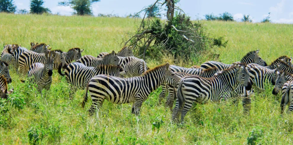 7-Day Tanzania Safari in August