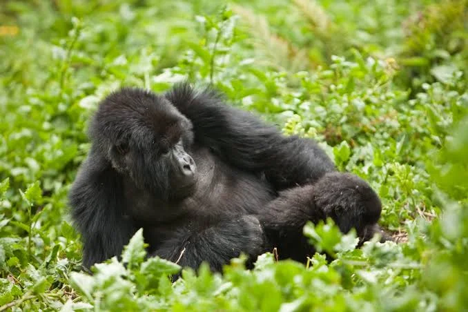 7-Day Uganda Gorillas & Chimps Primate Safari
