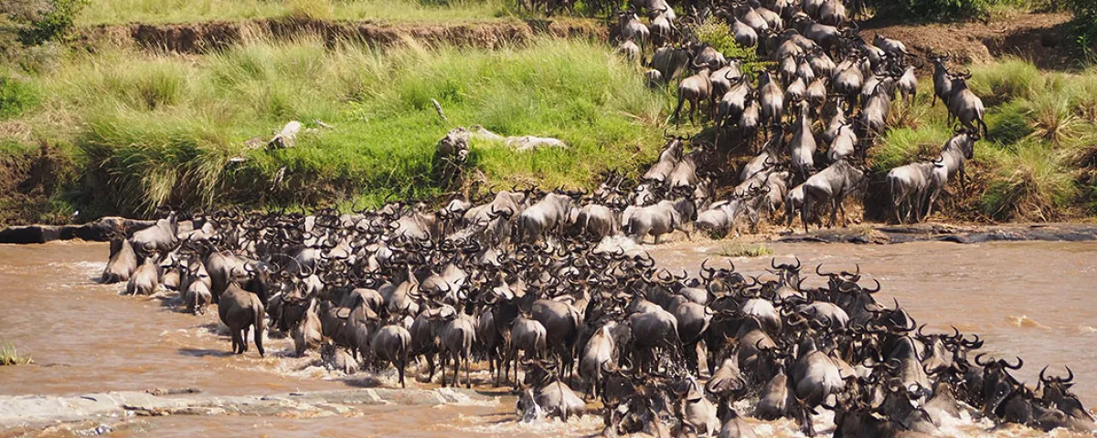 8 Day Mid range Safari Great Migration - Tanzania Safari Tour Package