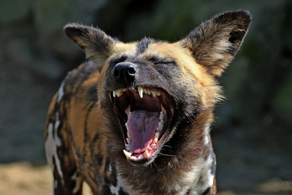 9-Day Southern Tanzania Explorer: Ruaha, Nyerere & Mikumi