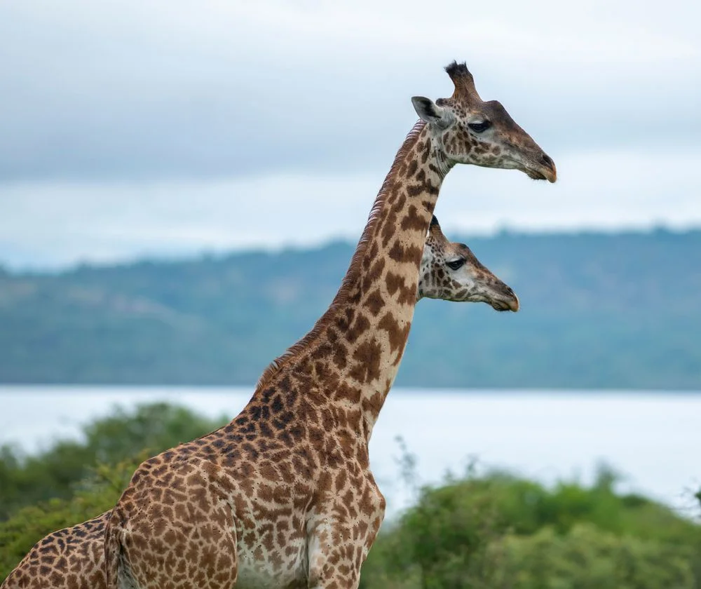 Complete Arusha National Park Guide