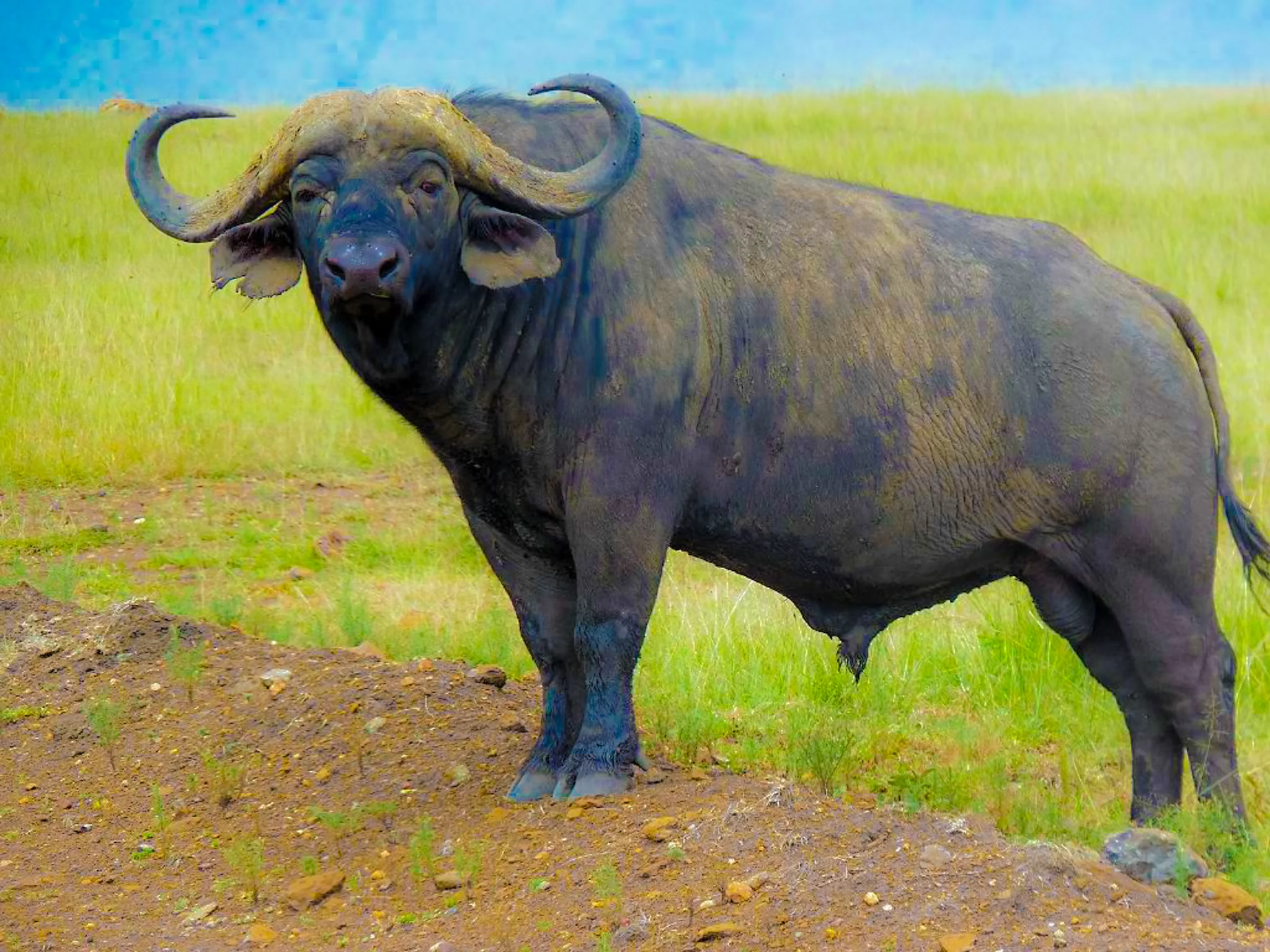 Ngorongoro Crater