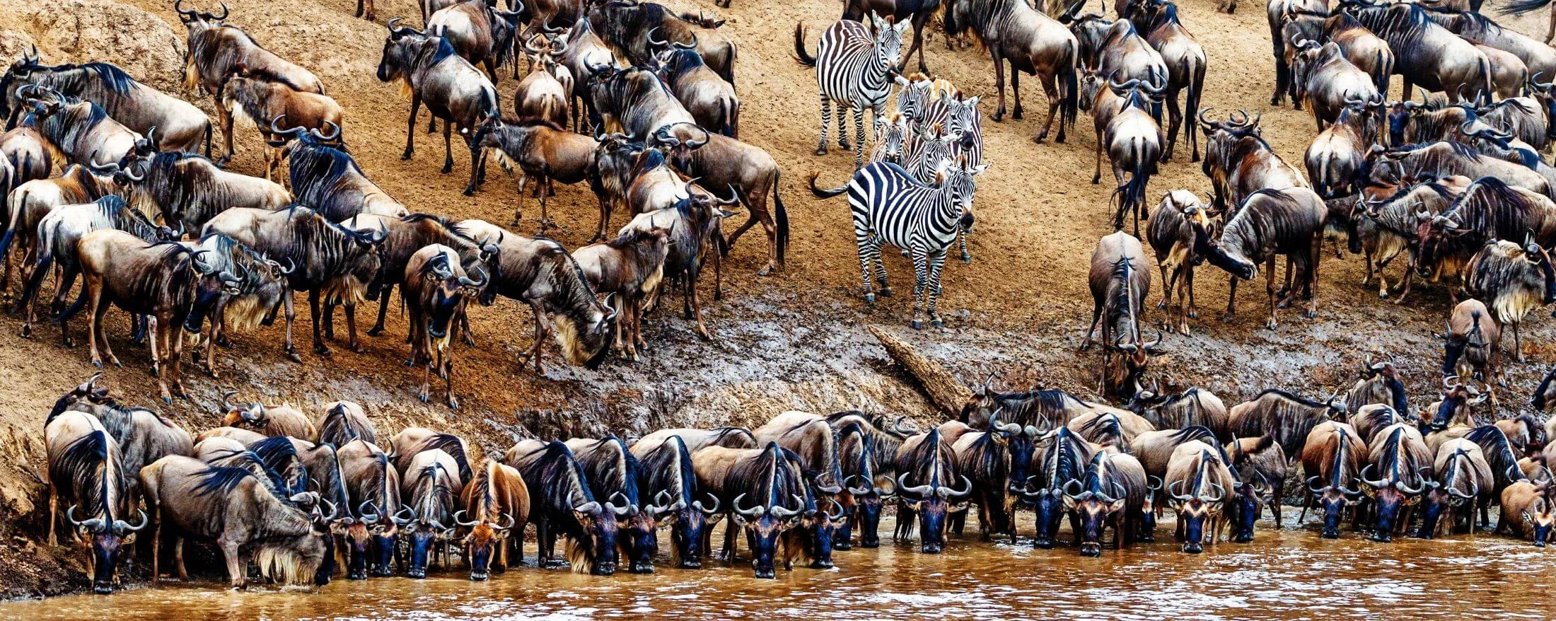 Complete Serengeti National Park Guide