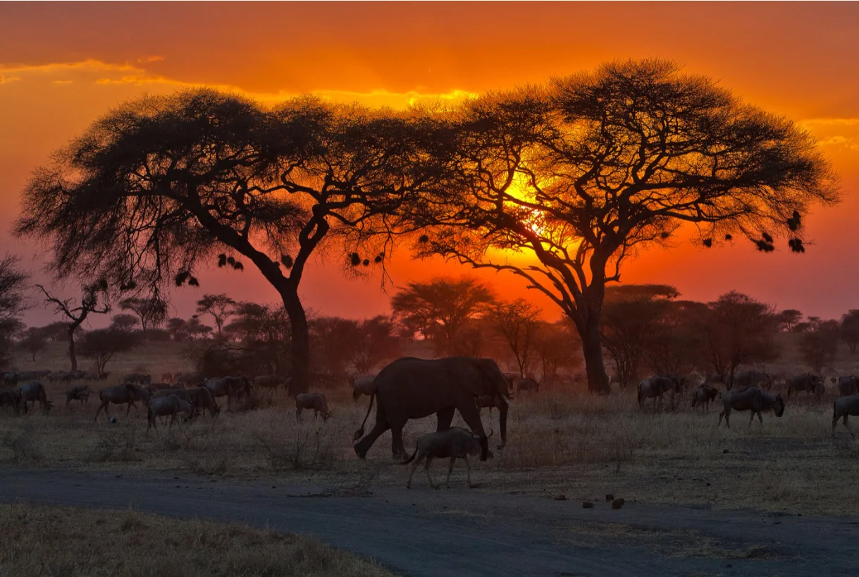 Tanzania Safari Packing Guide