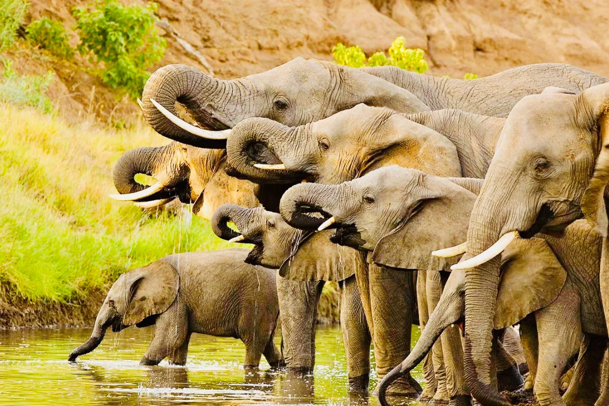 Complete Tarangire National Park Guide
