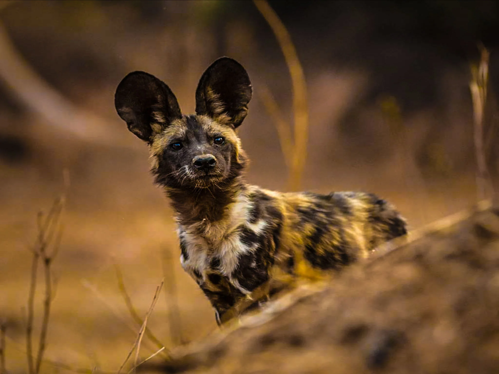 Best Time to Visit Serengeti