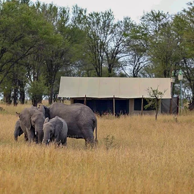 Book Tanzania Safari