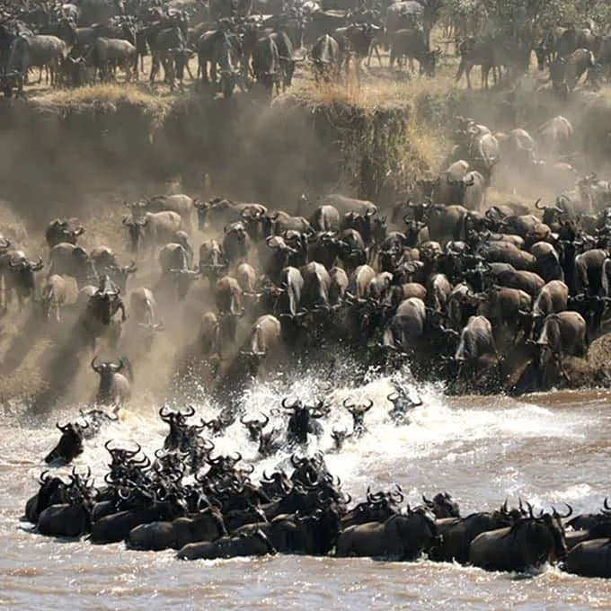 Great Migration Safari Tanzania