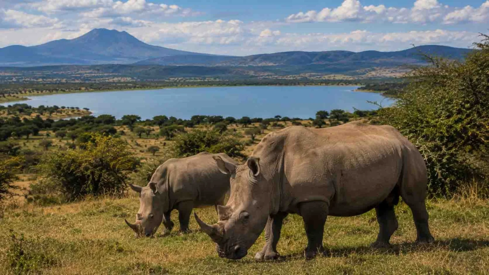 Mid-Range Tanzania Safari