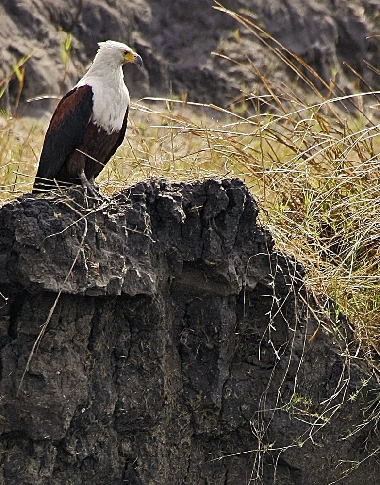 Private Tanzania Safari
