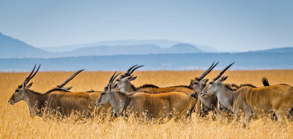 Serengeti All Inclusive Safari