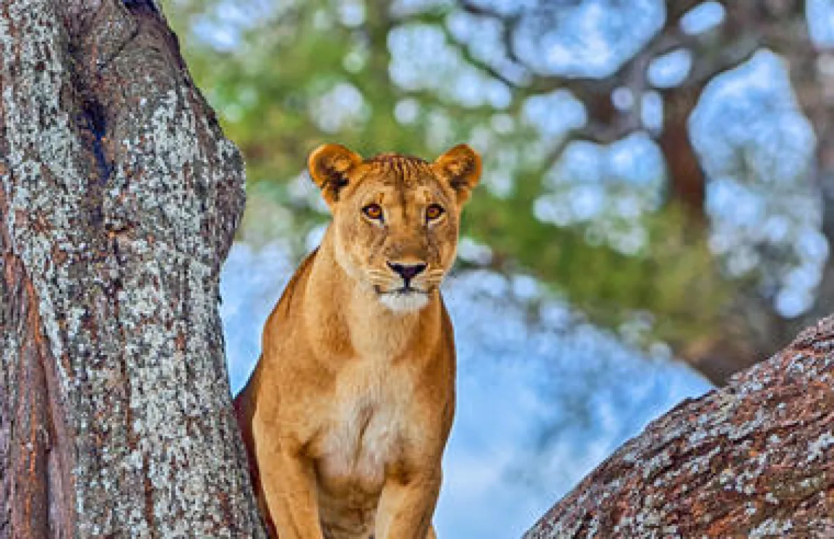 Serengeti Big Five Safari