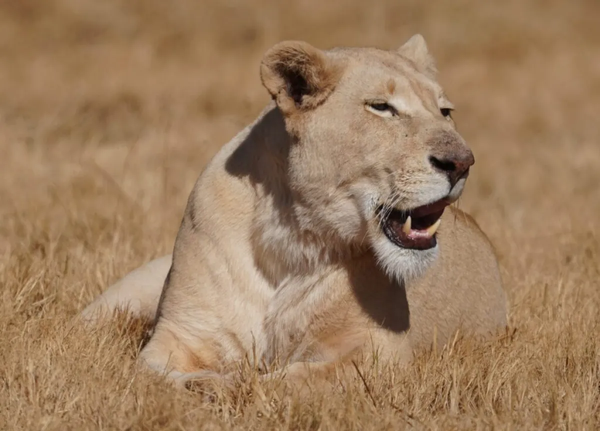 Serengeti Budget Safari
