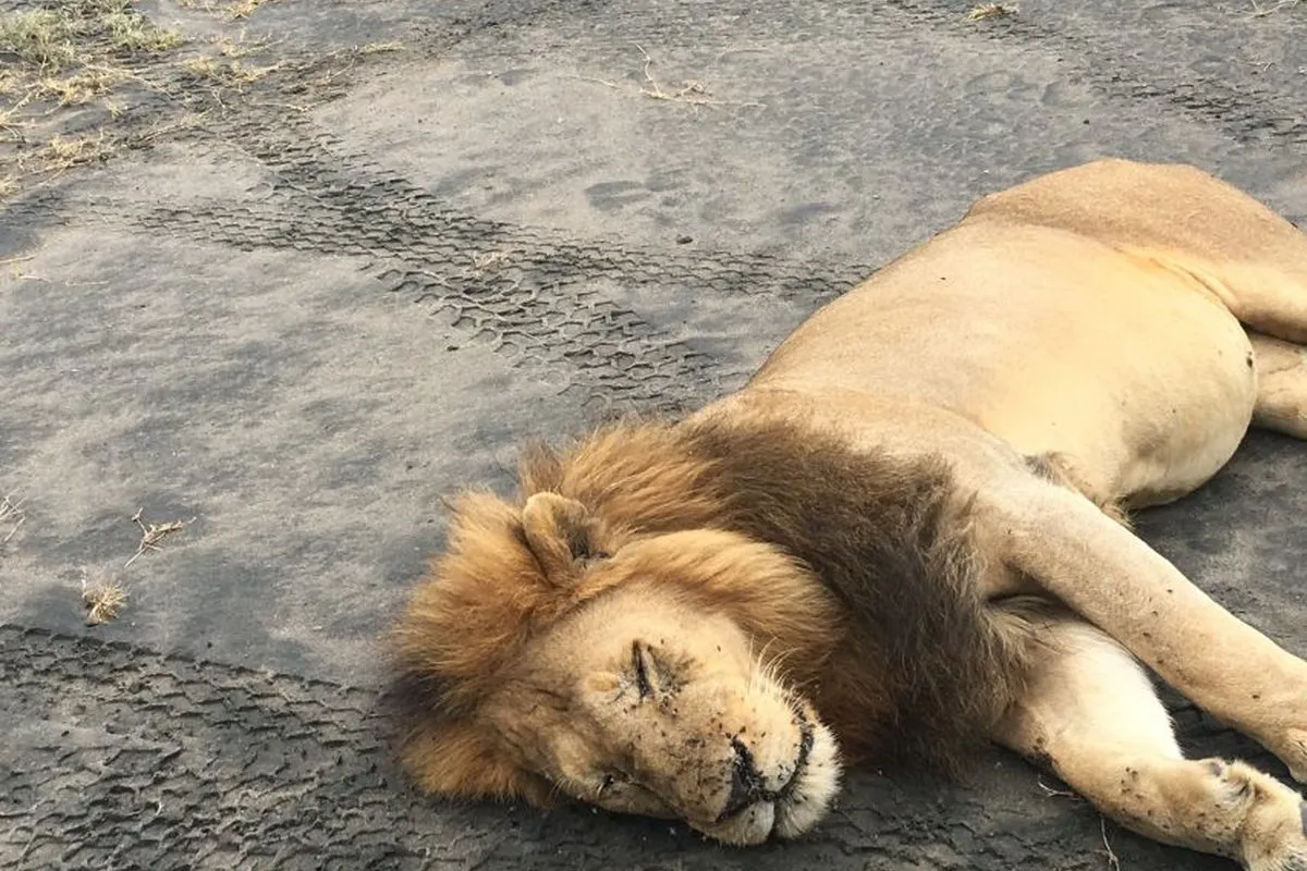 Serengeti Camping Safari