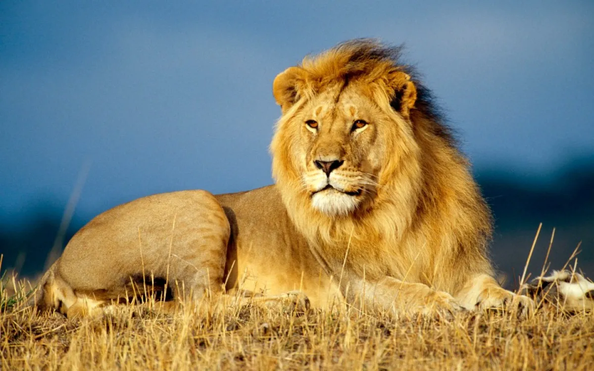 Serengeti Photography Safari