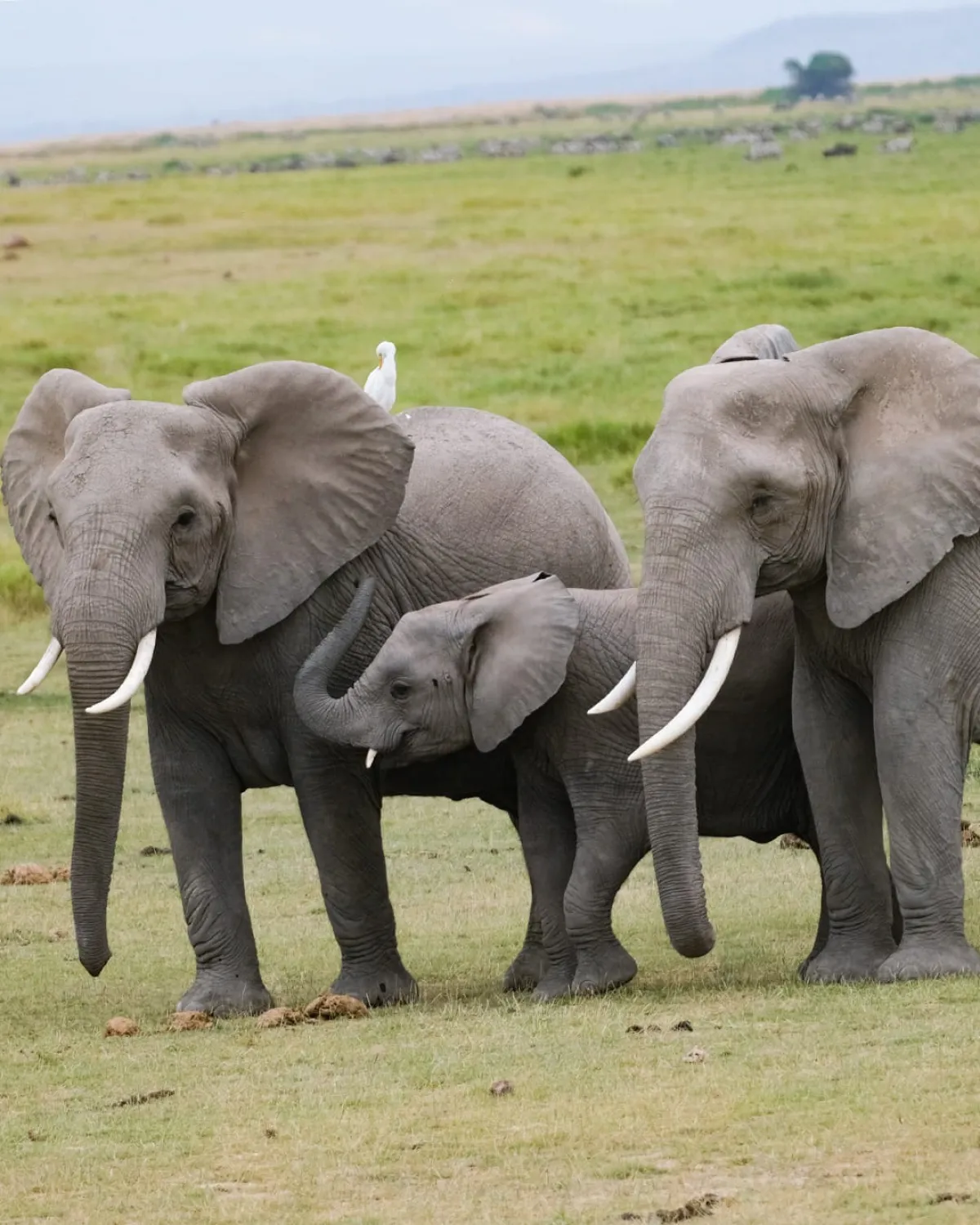 Serengeti Safari Itinerary