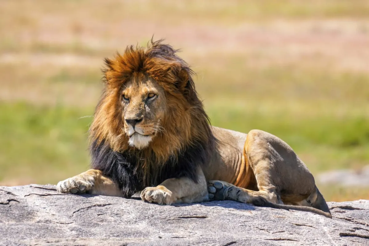 Serengeti Safari Packages