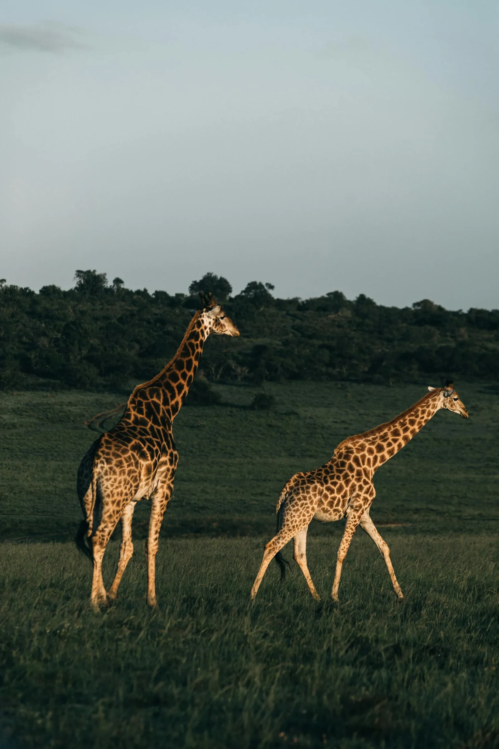 Serengeti Safari Tours