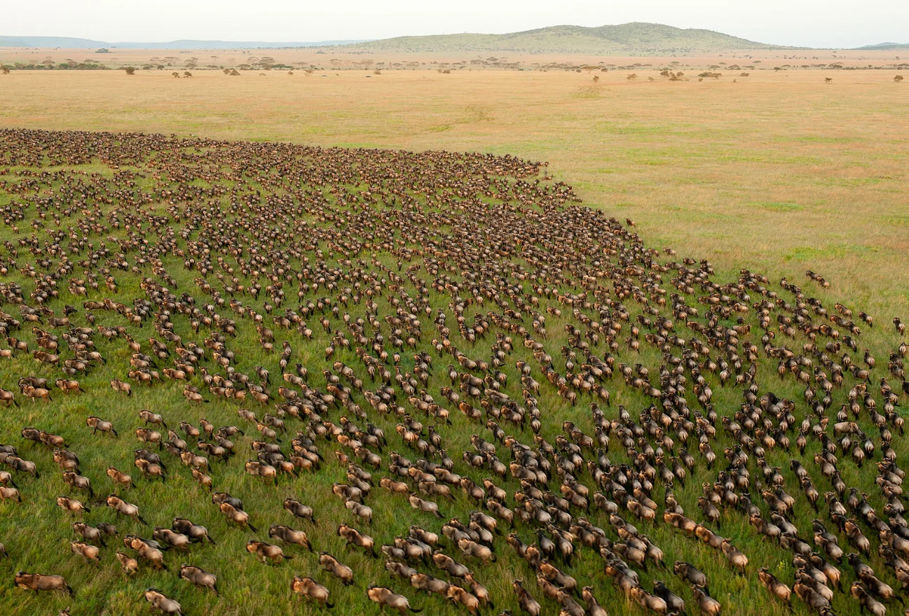 Serengeti Wildebeest Migration Safari