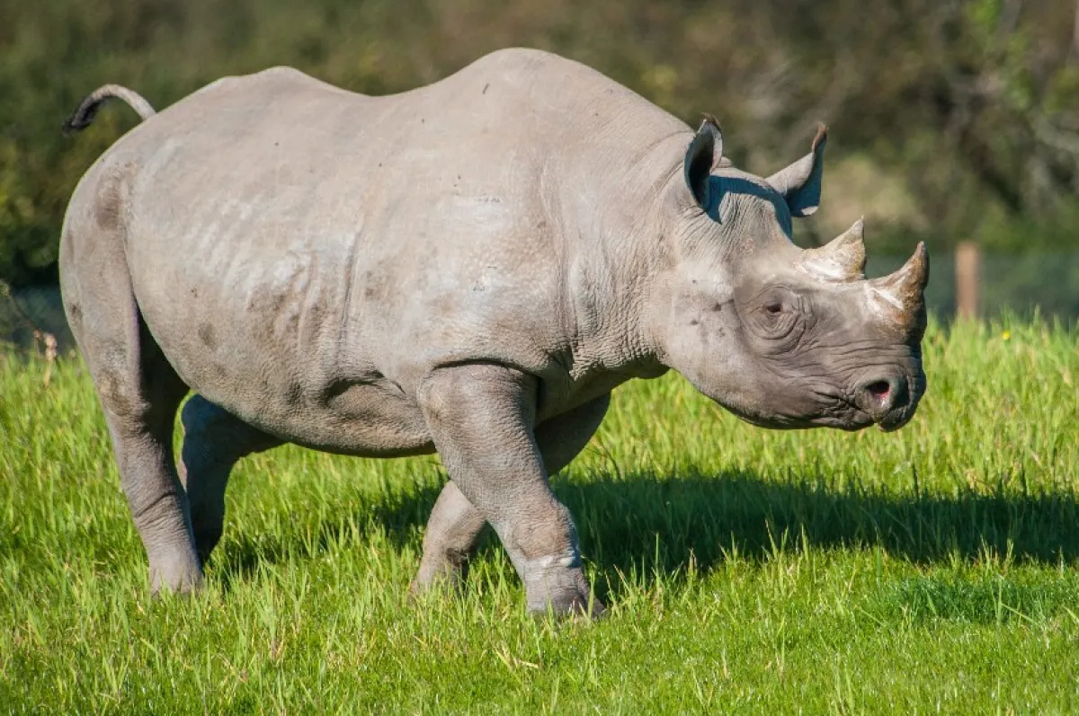 Tanzania Camping Safari