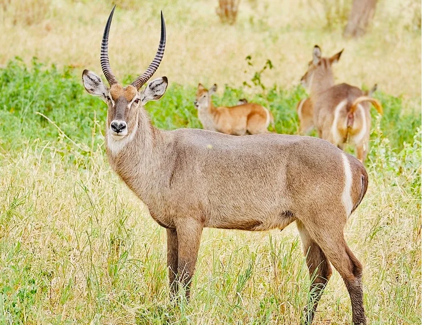 Tanzania Safari Itinerary