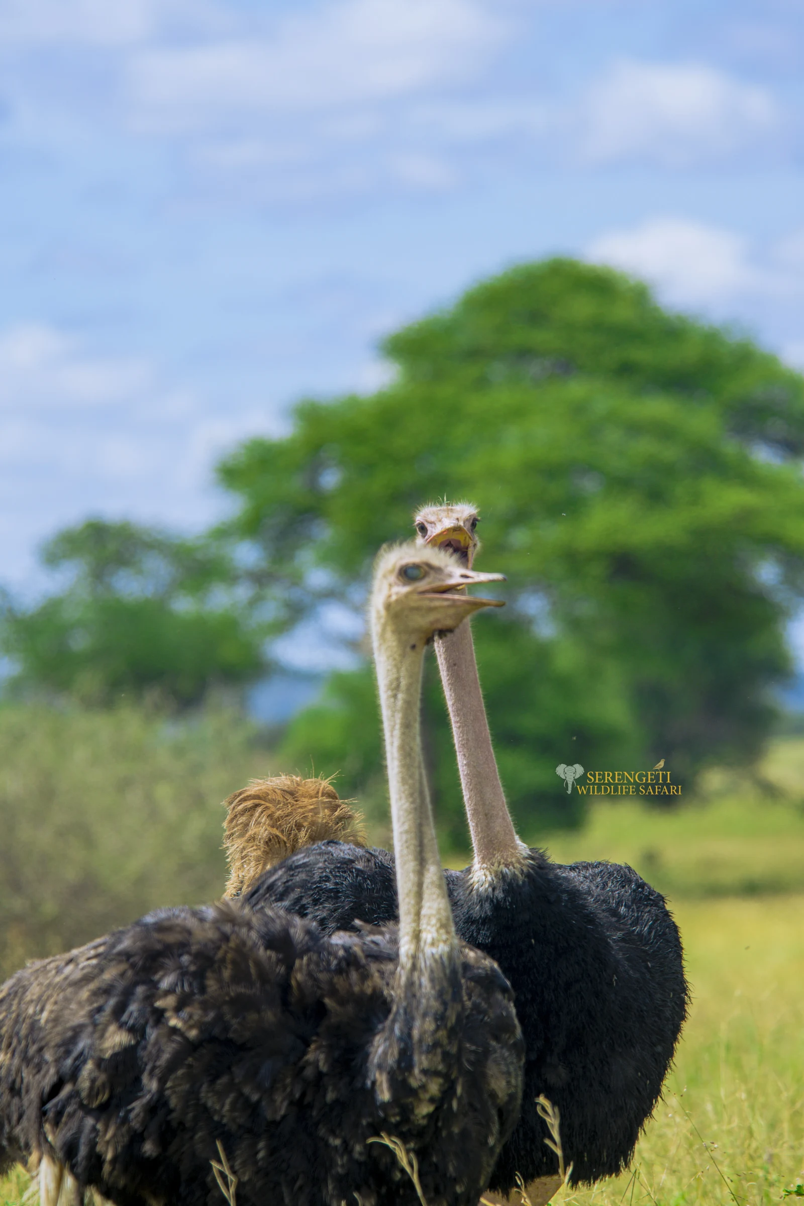 Tanzania Safari Packages