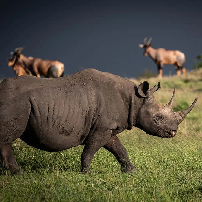 Where to See the Big Five in Tanzania